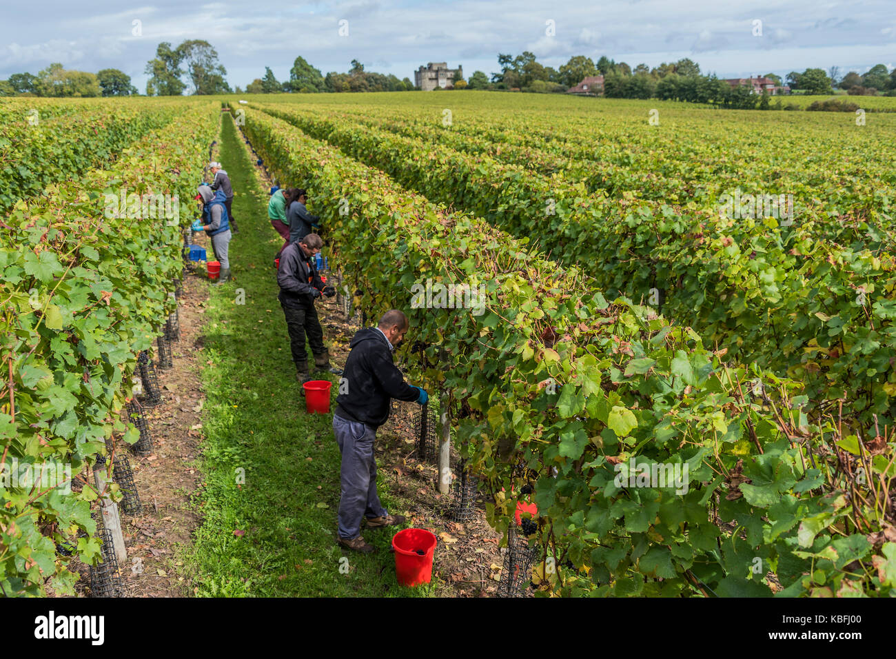 Redfold Winery, Pulborough, Sussex, UK, 30th September, 2017. Seasonal