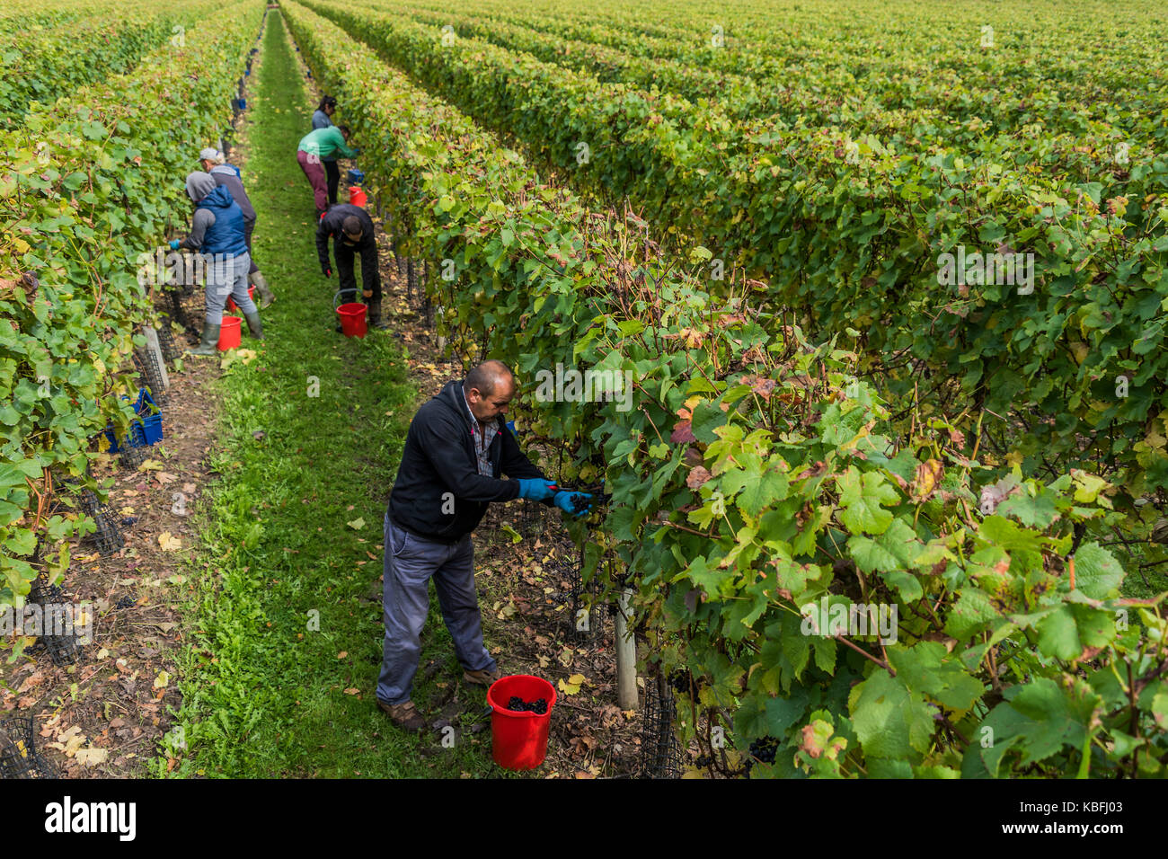 Grape picking vineyard in east sussex hires stock photography and