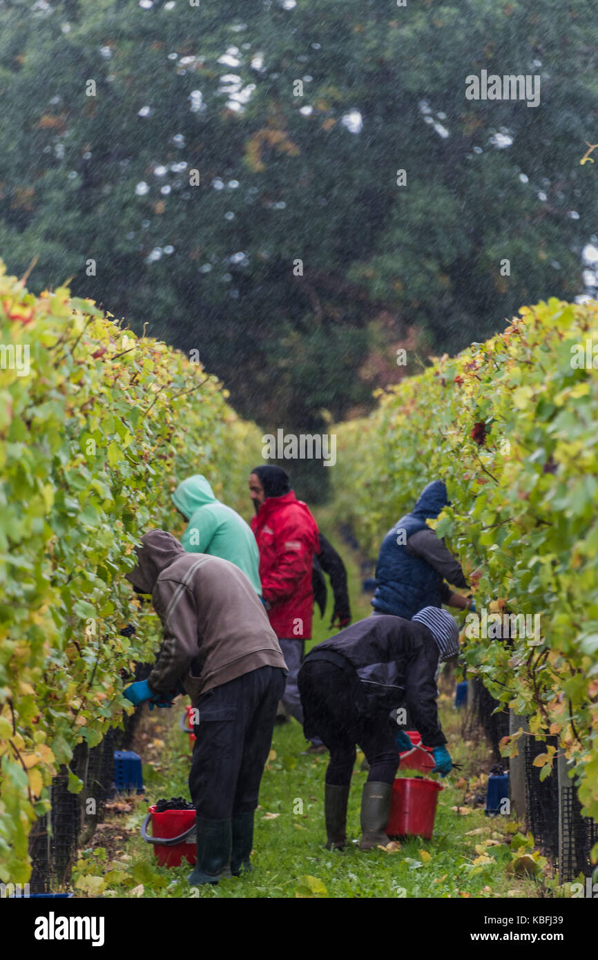 Redfold vineyard hires stock photography and images Alamy