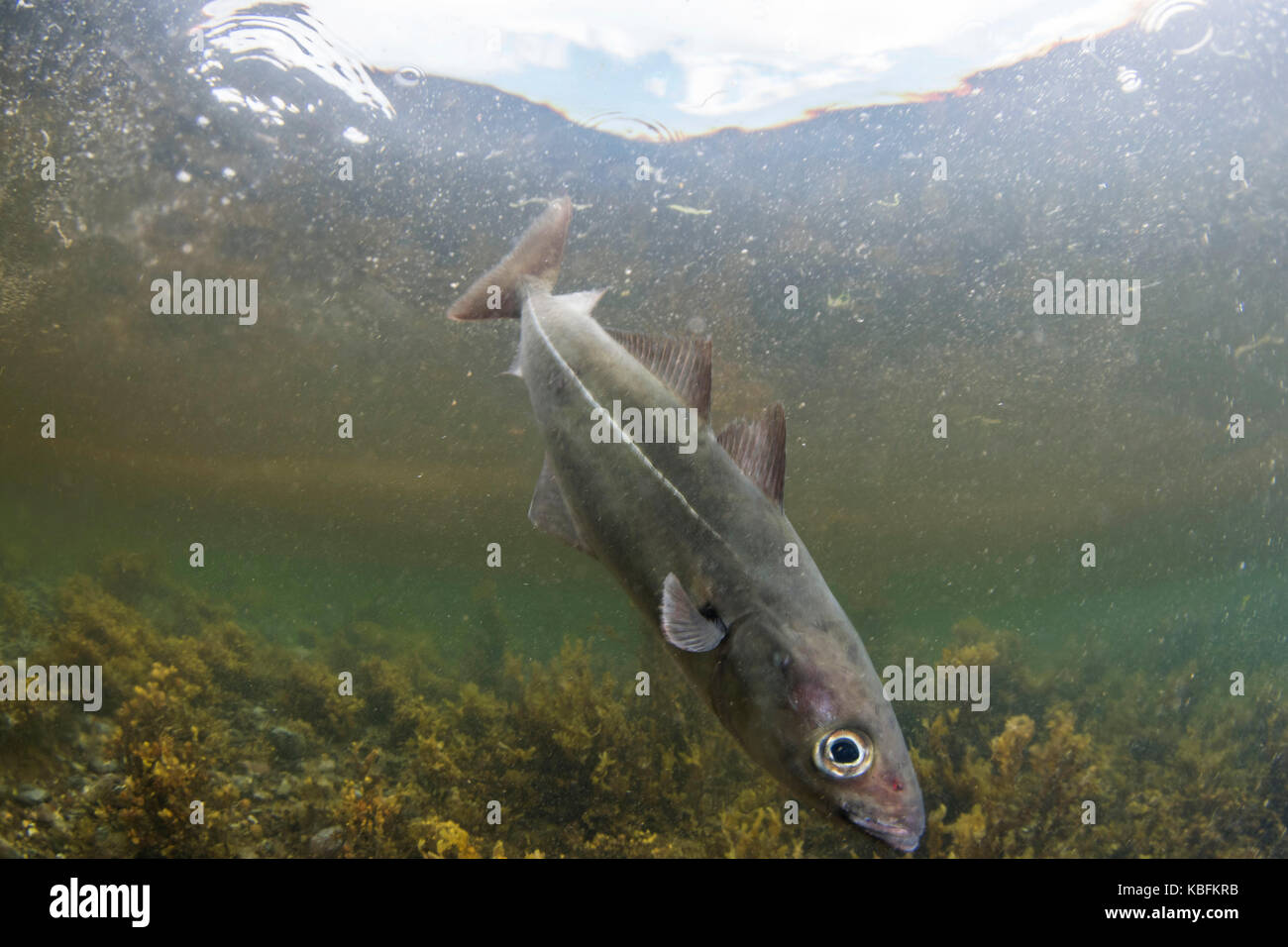 Coal Fish High Resolution Stock Photography and Images Alamy
