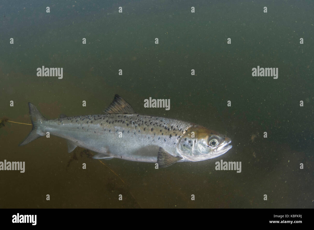 Atlantic salmon smolt Stock Photo