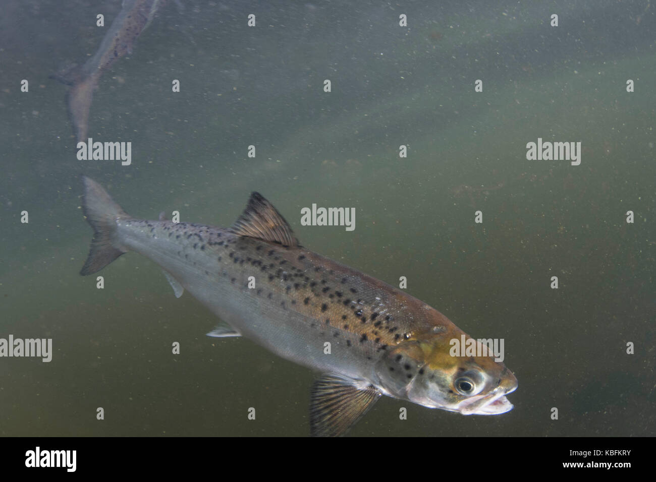 Atlantic salmon smolt Stock Photo Alamy