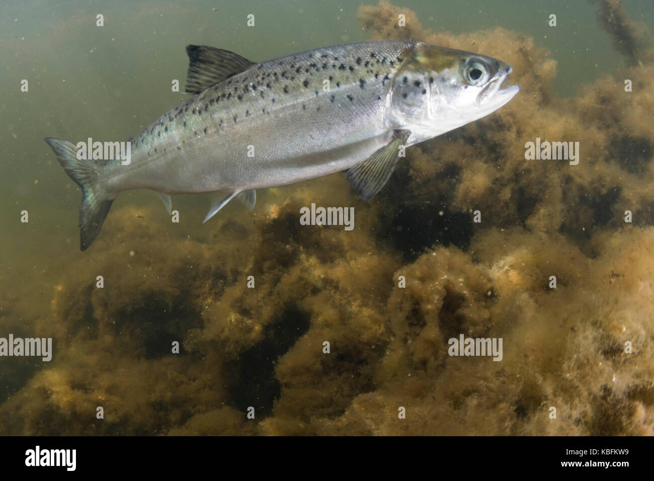 Atlantic salmon smolt Stock Photo