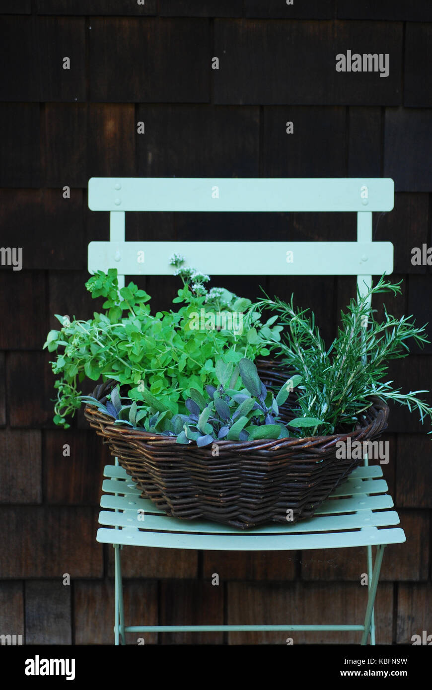 Basket of fresh picked herbs - rosemary, sage, oregano on a bistro chair Stock Photo