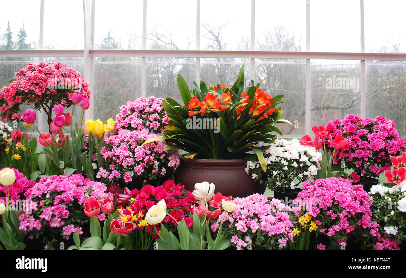 Variety of Spring blooming plants at Wright Park Arboretum, Tacoma ...