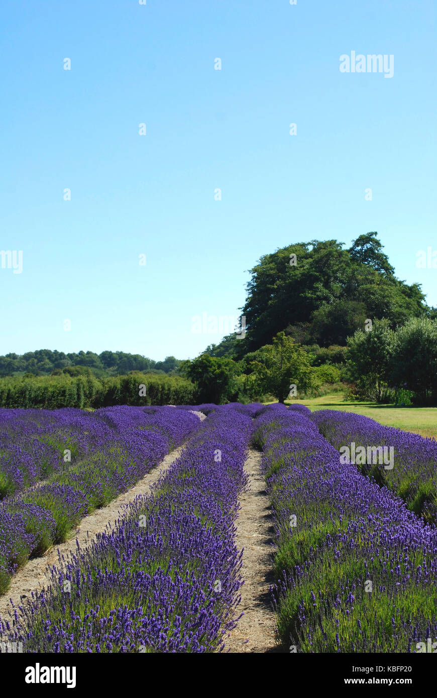 Lavender Fields in Bloom Sequim, WA. USA Stock Photo Alamy