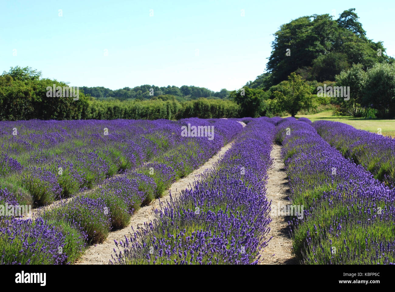 Lavender Fields in Bloom Sequim, WA. USA Stock Photo Alamy