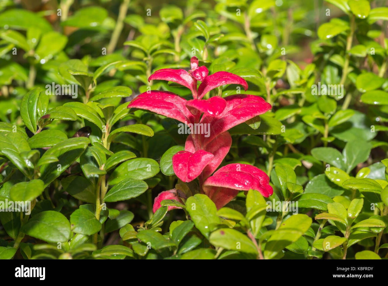 Green leaves pink abstract hi-res stock photography and images - Alamy