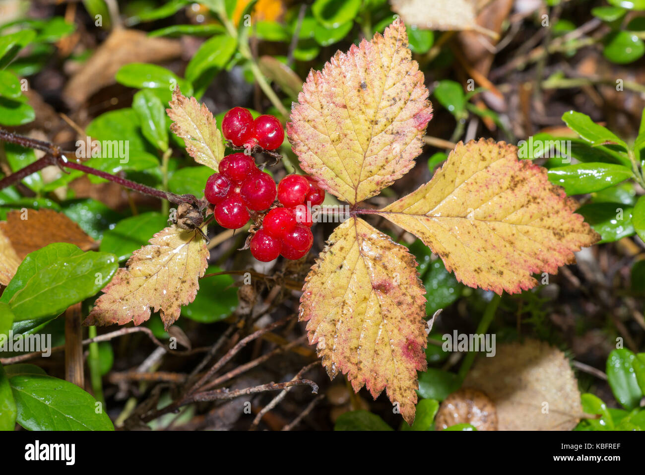 Rubus saxatillis, teiebær Stock Photo
