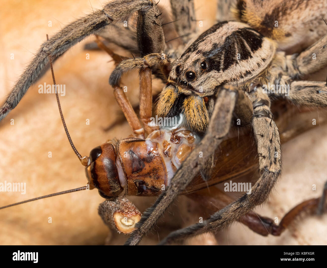 Spider fedding on a house cricket Stock Photo