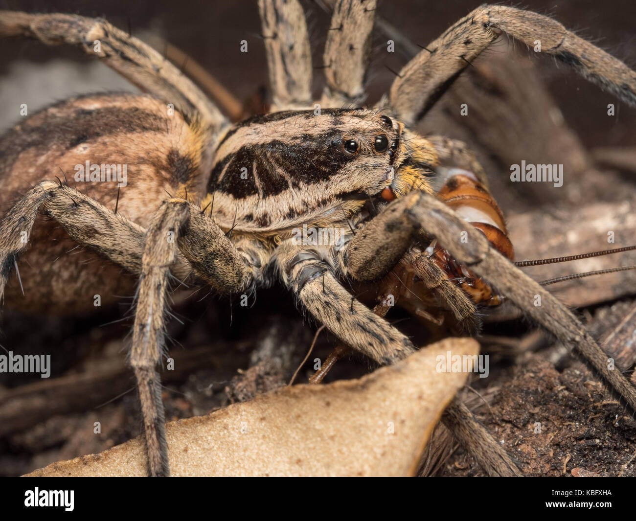 Spider fedding on a house cricket Stock Photo