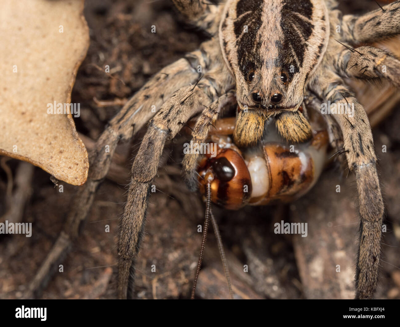 Spider fedding on a house cricket Stock Photo