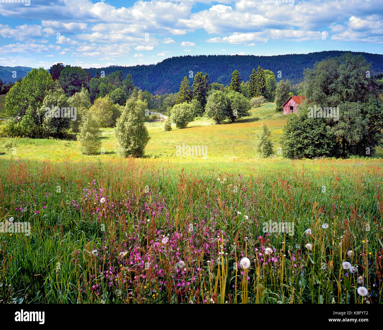 A summer view of the fertile, flowering countryside of South Norway Stock Photo