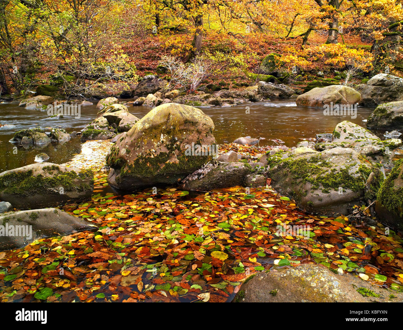 A view of The Afon Elan in Mid Wales during the peak of autumn Stock Photo