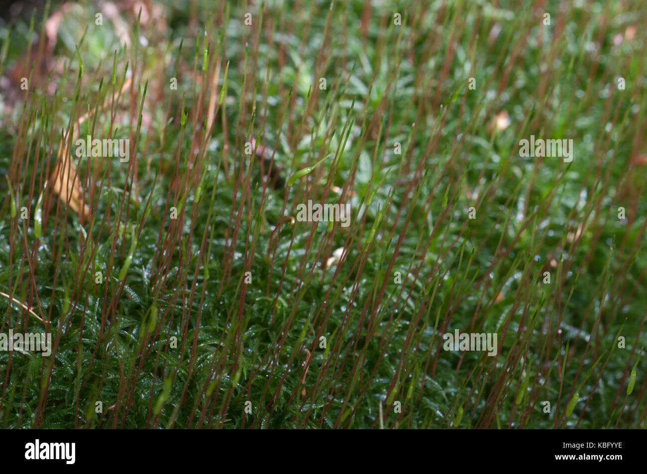 Moss (Atrichum undulatum) close up shot local focus Stock Photo