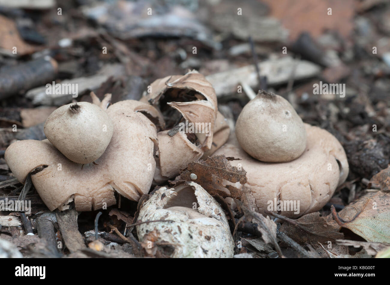 Fringed earthstar (Geastrum fimbriatum) mushroom close up shot Stock Photo