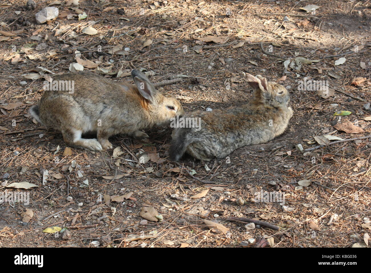 MARINA DI MASSA, ITALY - AUGUST 22 2015:Two rabbits sitting in a park ...