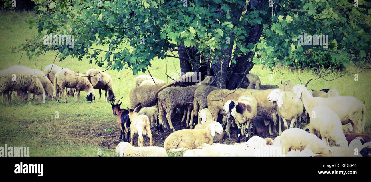 flock with many sheep grazing under the great tree in the mountains ...
