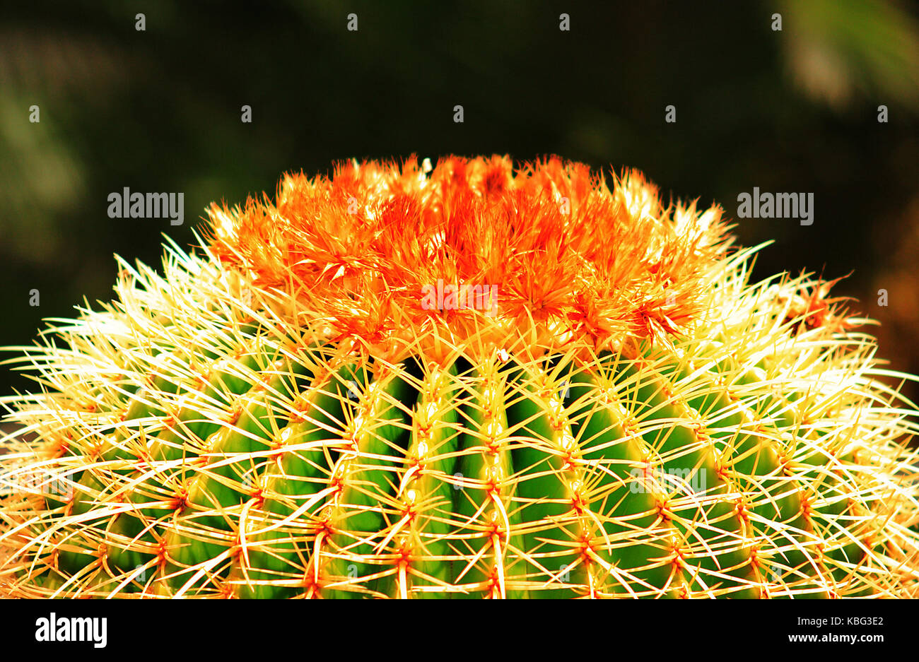 Echinocactus grusonii, Cactus, Cactaceae, Gran Canaria, Canary Islands, Spain. Stock Photo
