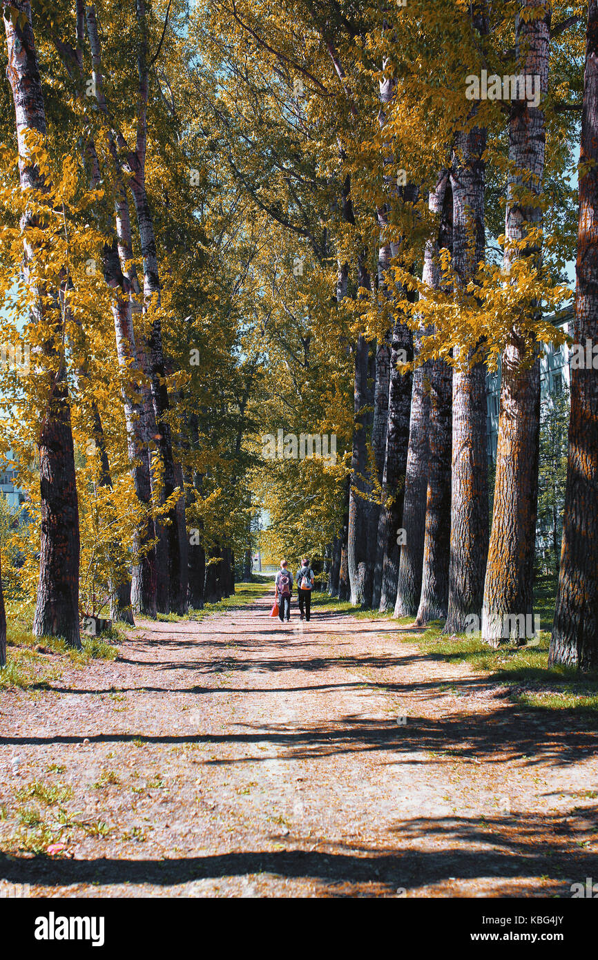Alley of poplars with yellowing leaves in late summer Stock Photo - Alamy