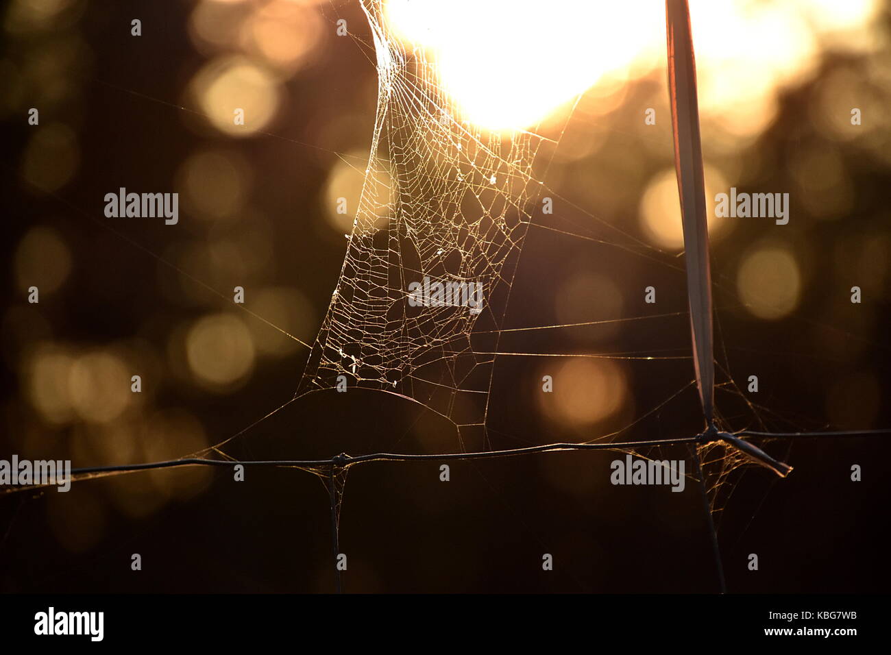 spider's web Stock Photo
