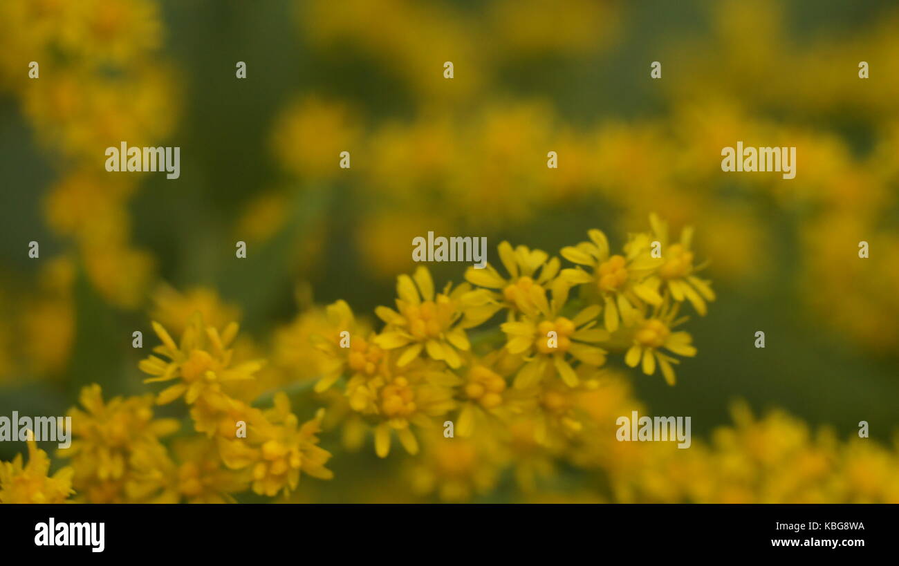Small yellow flower green background Stock Photo Alamy