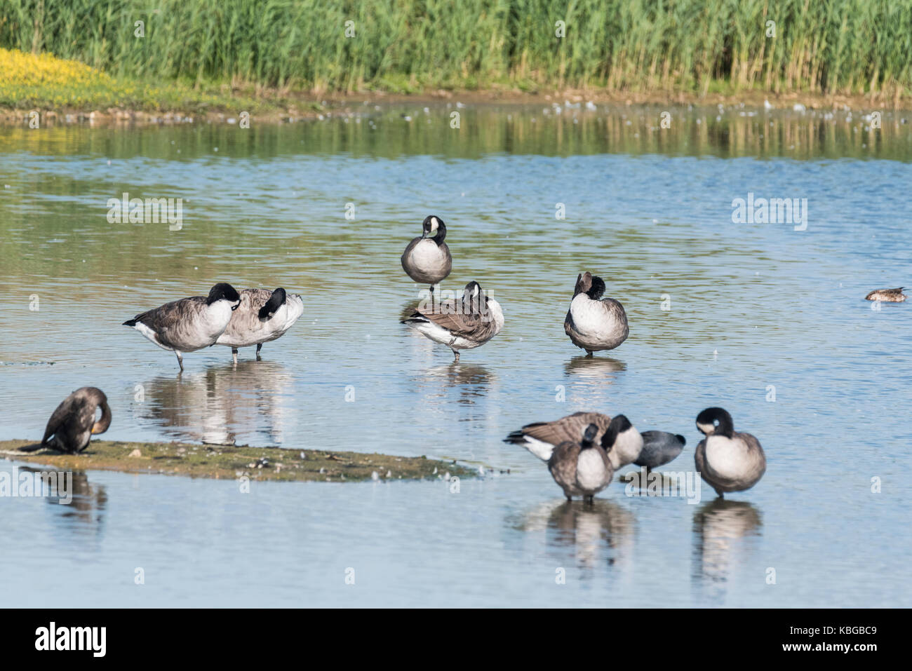 A small flock on Canada Geese (Branta canadensis) in water Stock Photo