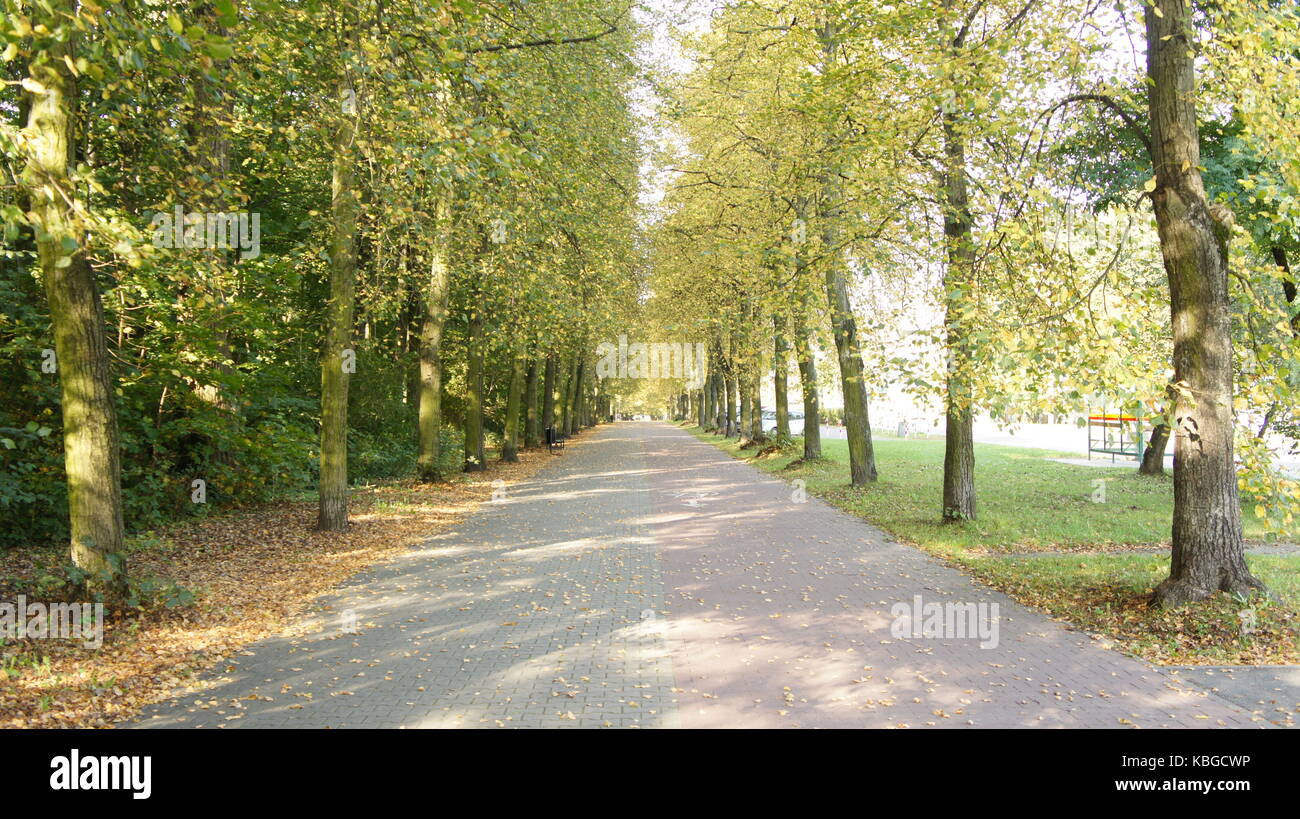 Autumn tree with changing yellow leaves in park Stock Photo - Alamy
