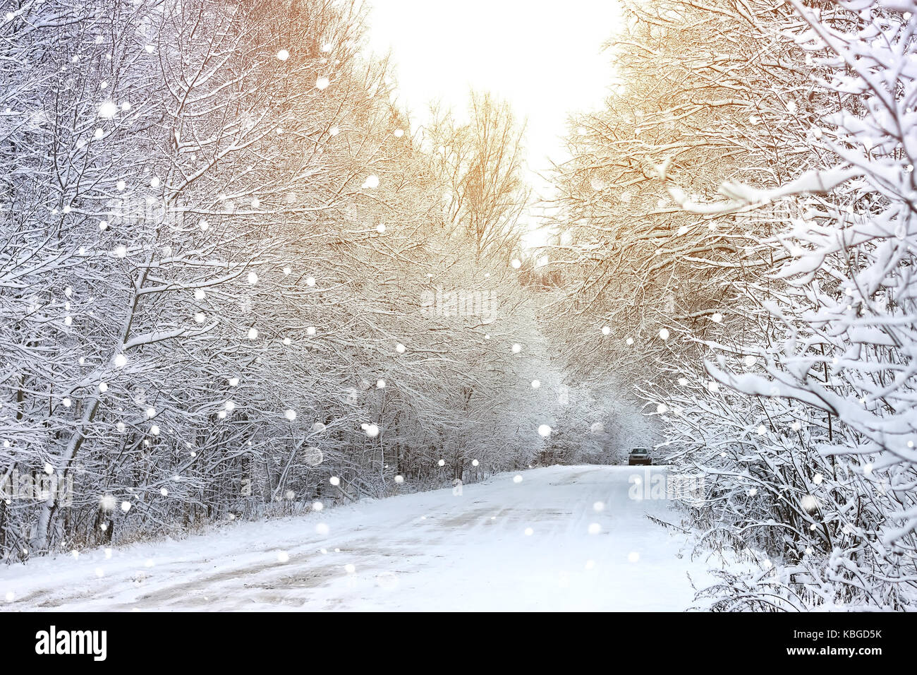 winter road in the forest Stock Photo - Alamy