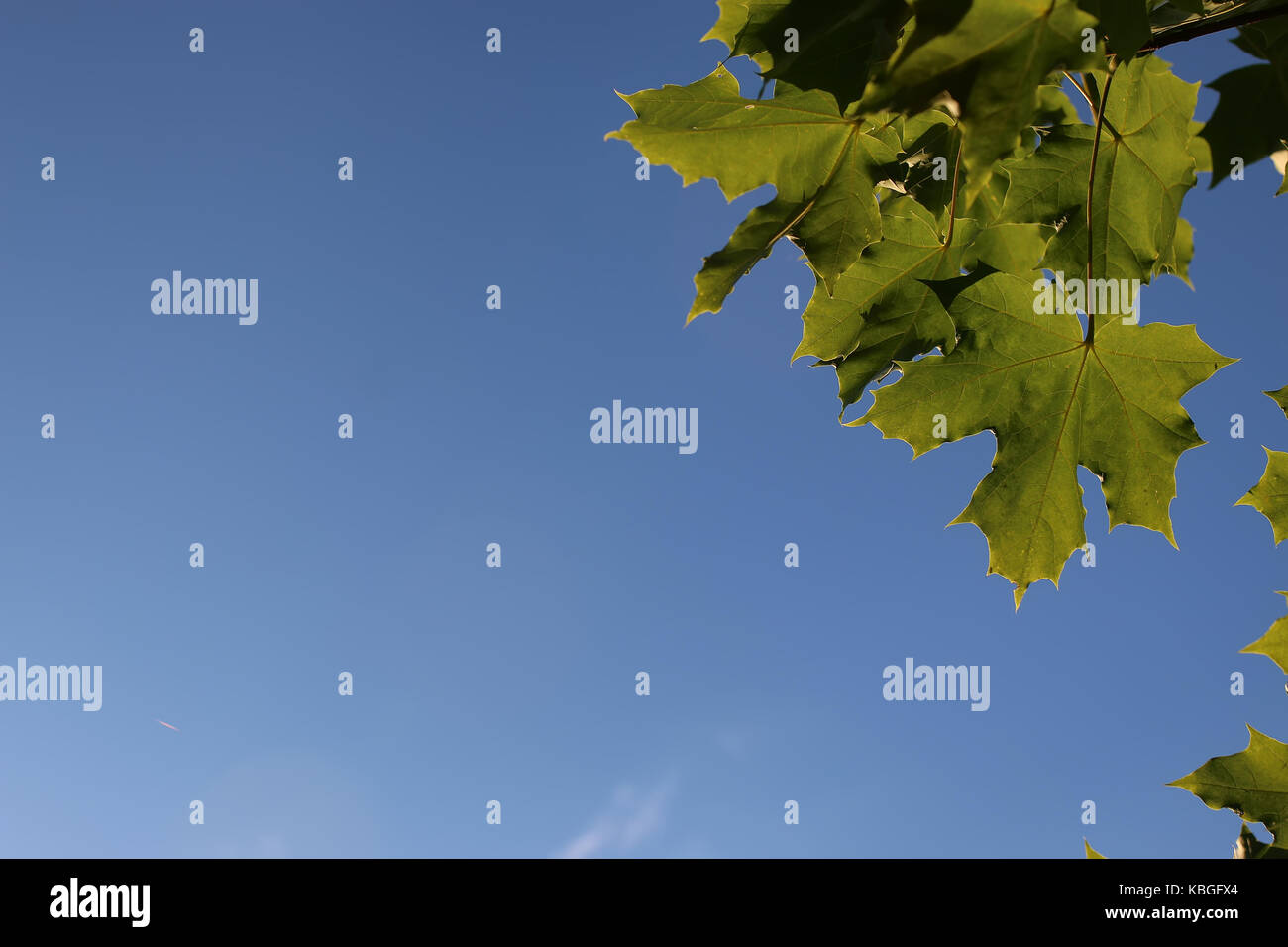 maple leaves against the sky Stock Photo - Alamy