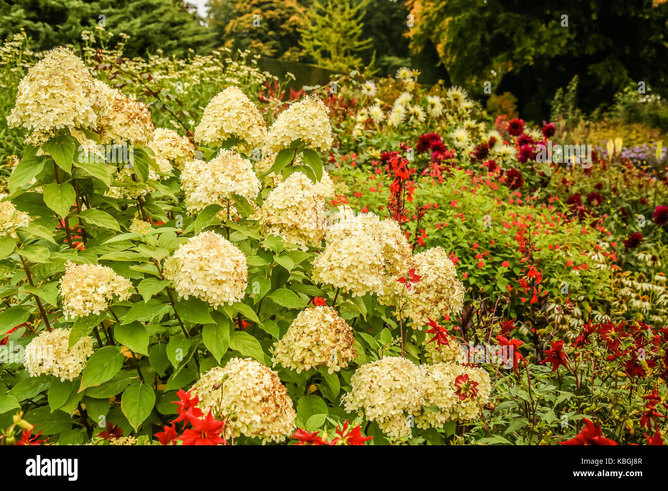 Autumn flowers and planting in an English country garden setting Stock ...