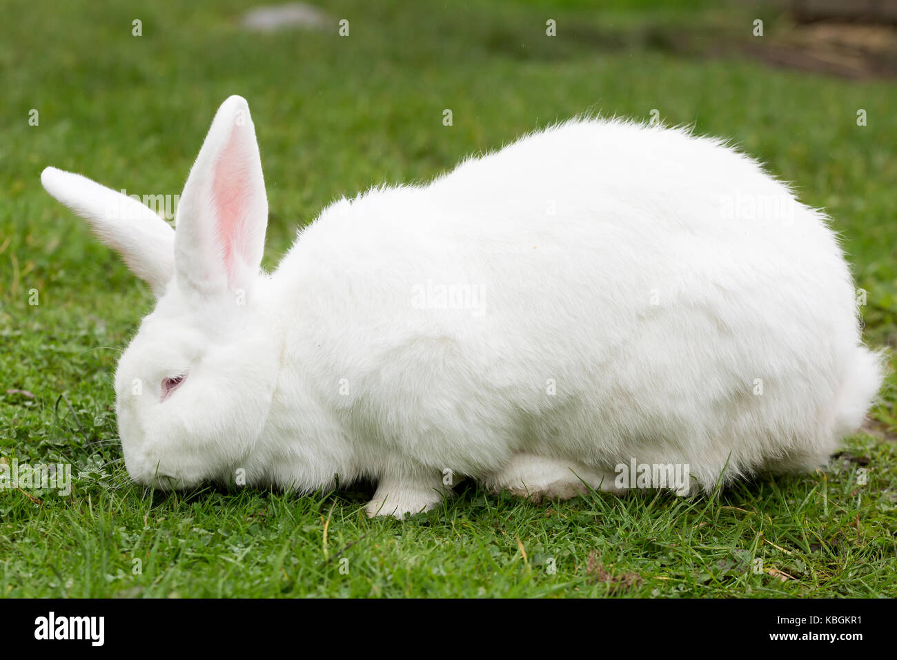 White Flemish Giant rabbit Stock Photo