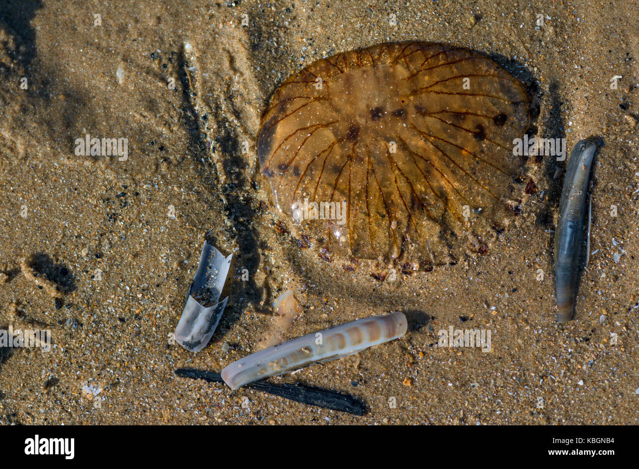 Compass Jellyfish washed up on a Norfolk beach. Stock Photo