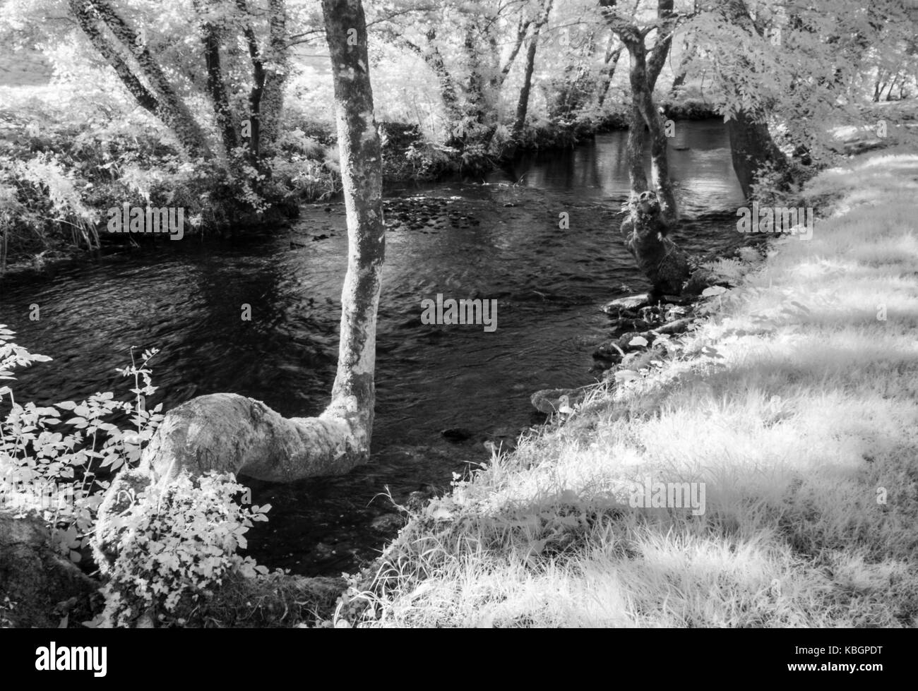 The River Exe in the Exmoor National Park shot in infrared. Stock Photo
