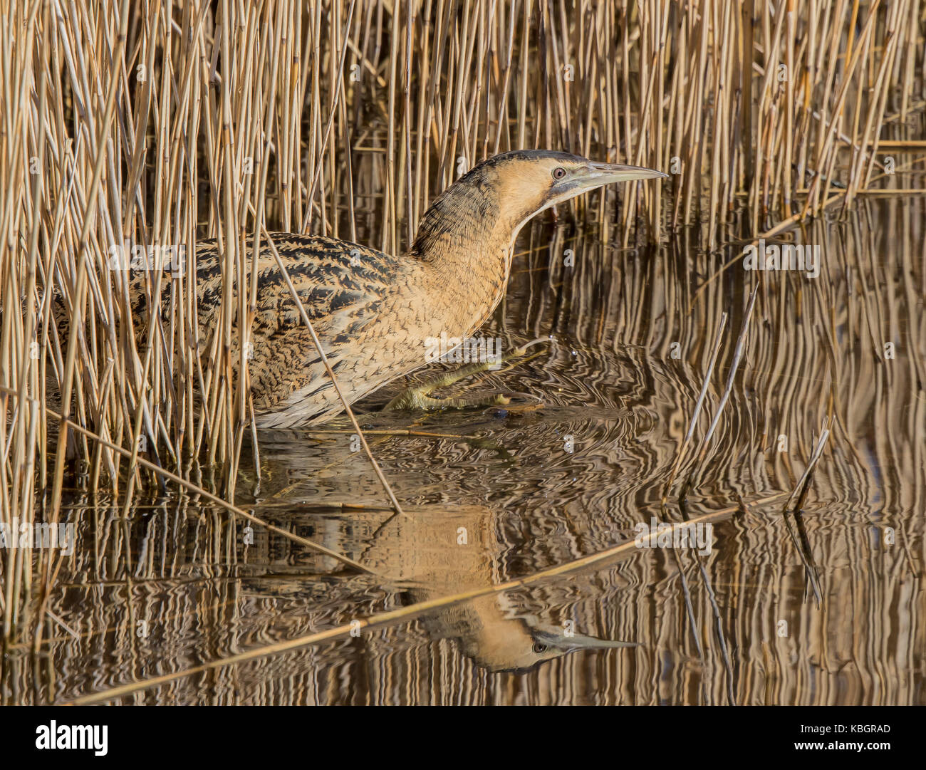 Side view close up, isolated, secretive wild UK bittern bird (Botaurus stellaris) wading camouflaged in reeds at wetland reserve. Reflection in water. Stock Photo
