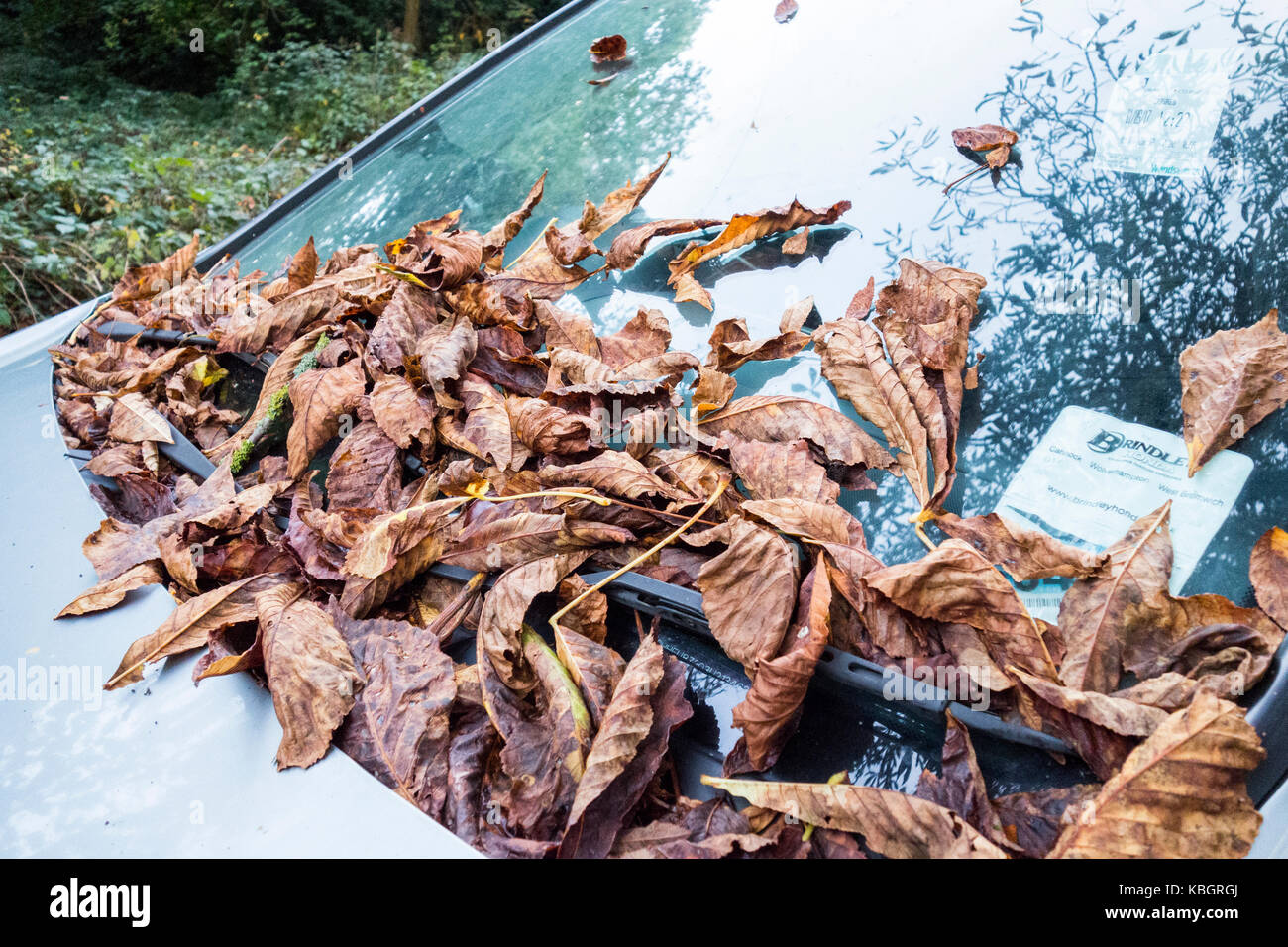 Autumn leaves on a car windscreen Stock Photo