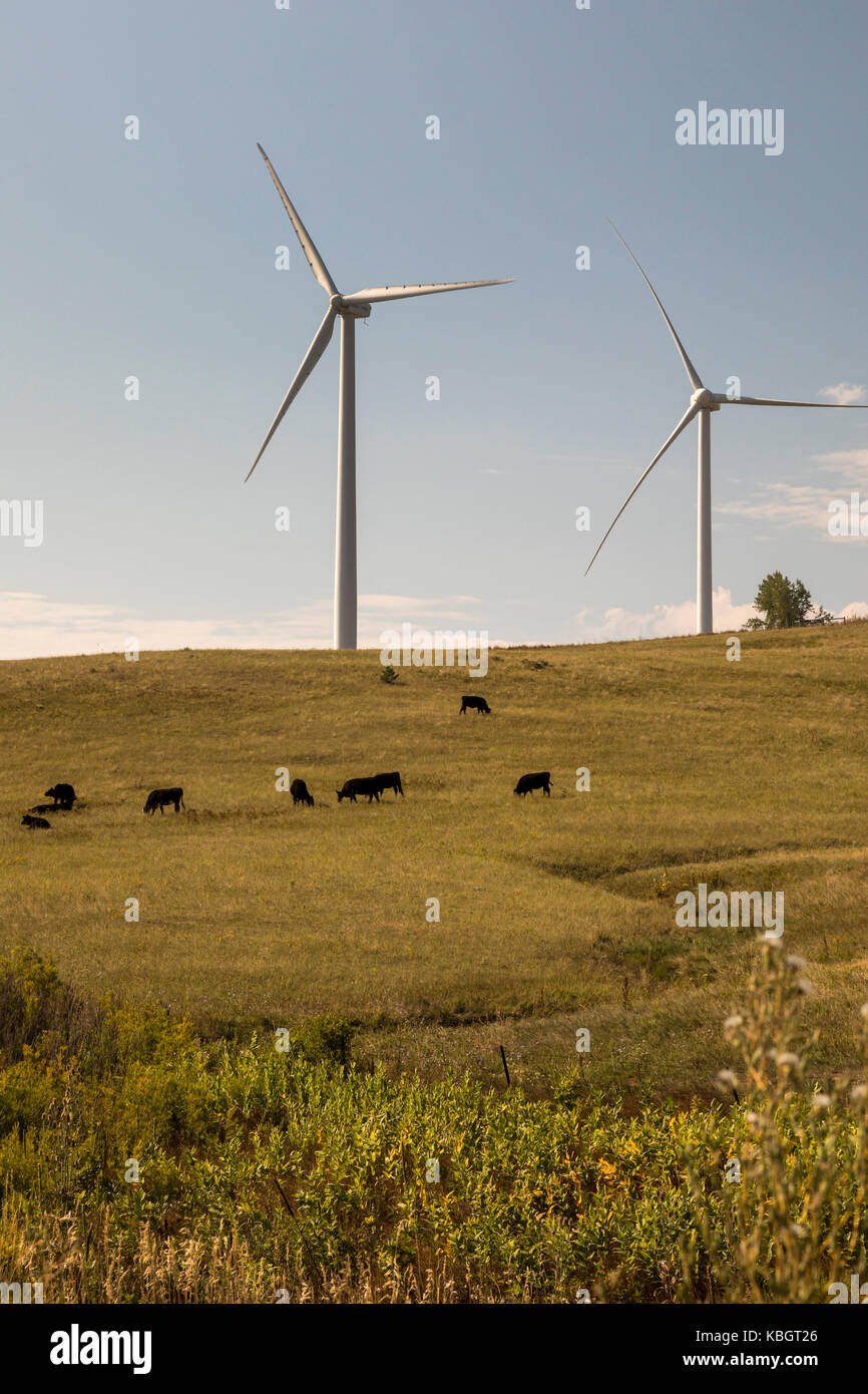 Boulder, Colorado - Research wind turbines near grazing cattle at the National Renewable Energy Laboratory's Wind Technology Center, a unit of the US  Stock Photo