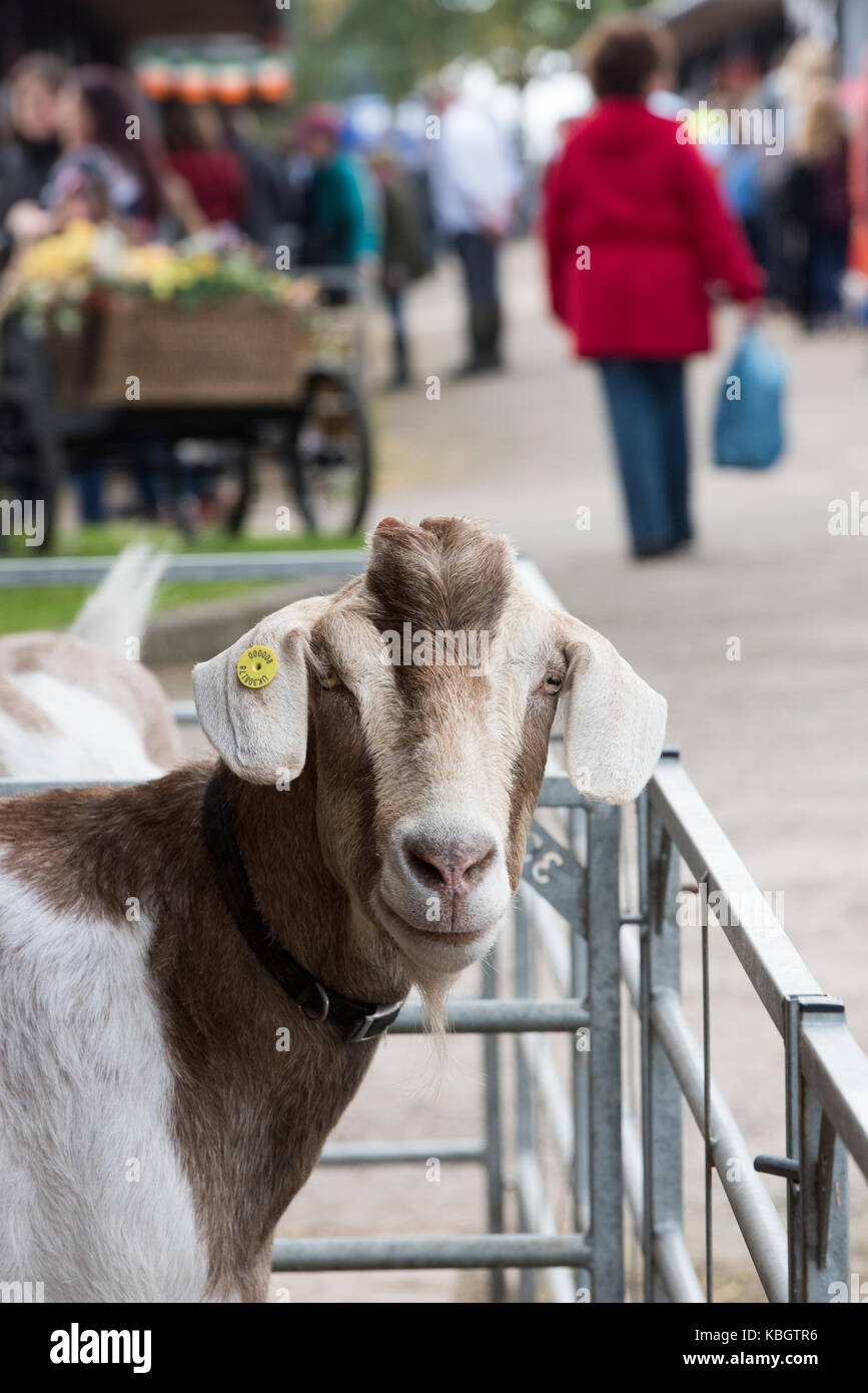 Capra aegagrus hircus. Goat in a pen at an autumn show. UK Stock Photo