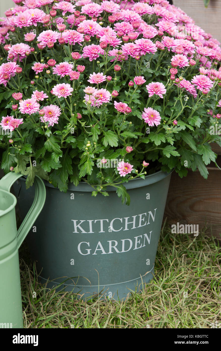 Kitchen garden metal bucket flower pot on a display at RHS Wisley