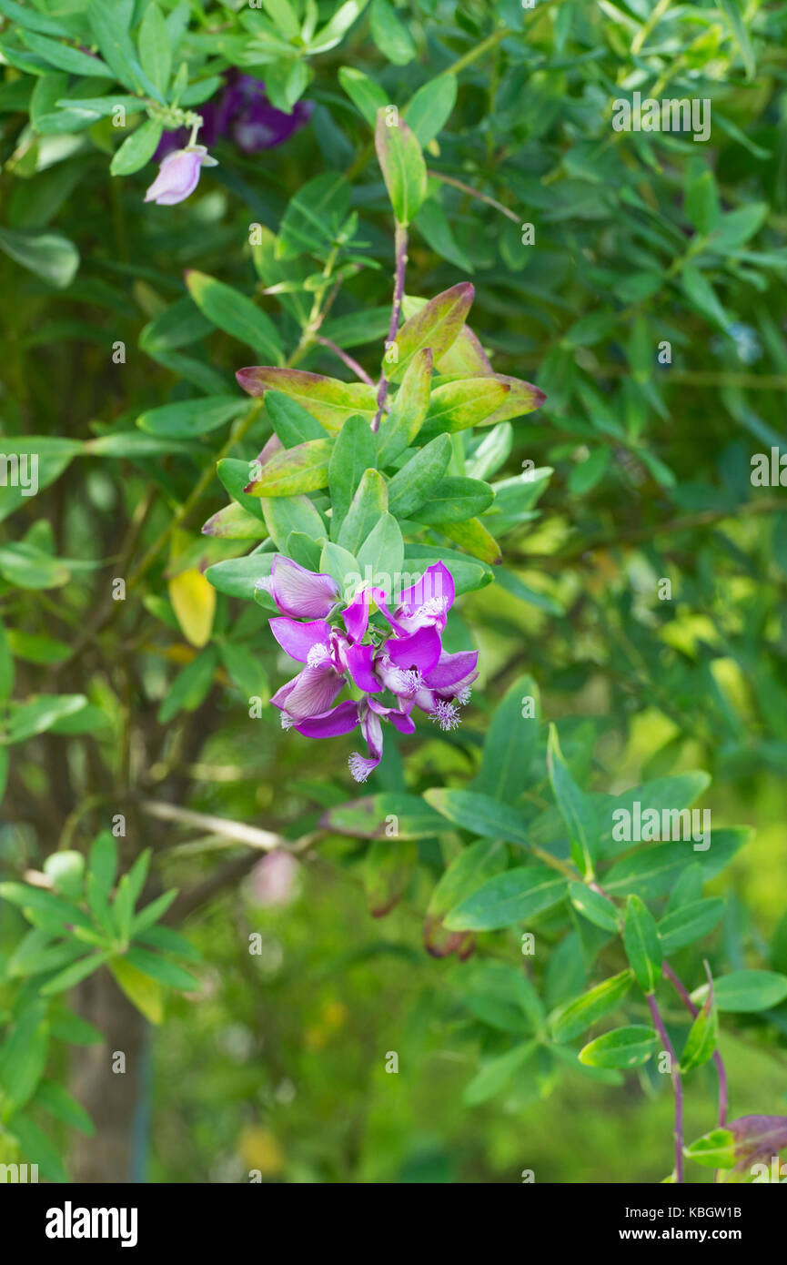Polygala x dalmaisiana. Sweet pea shrub in flower. UK Stock Photo