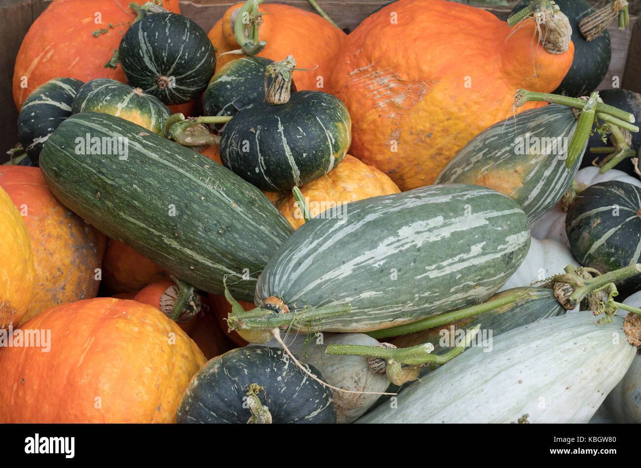 Pumpkin, gourd and squash display at Daylesford Organic farm shop