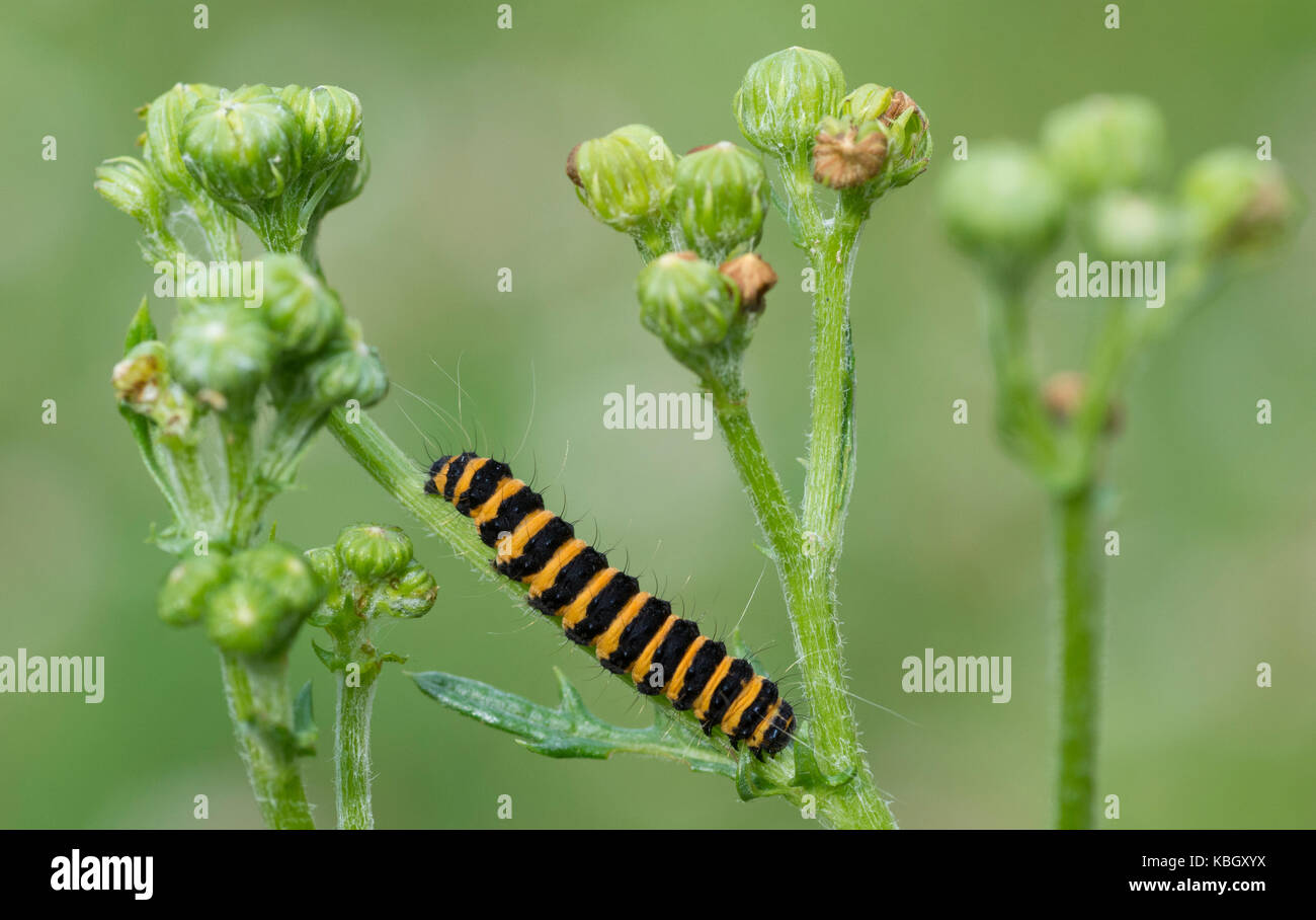 Cinnabar moth caterpillar (Tyria jacobaeae) feeding on ragwort (Jacobaea vulgaris) Stock Photo