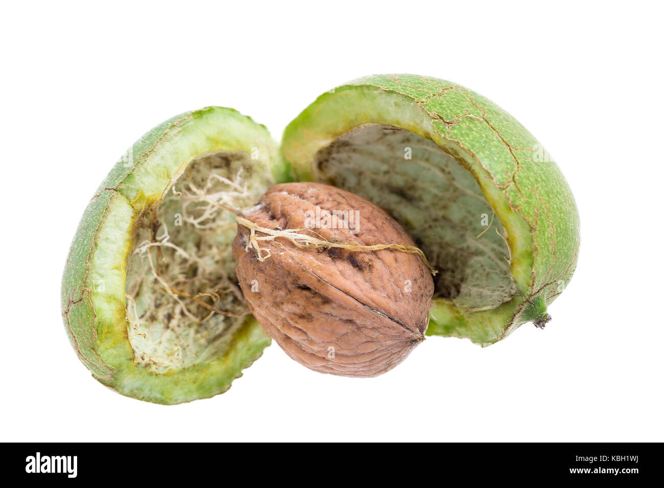 open green walnut with hull husk on white Stock Photo