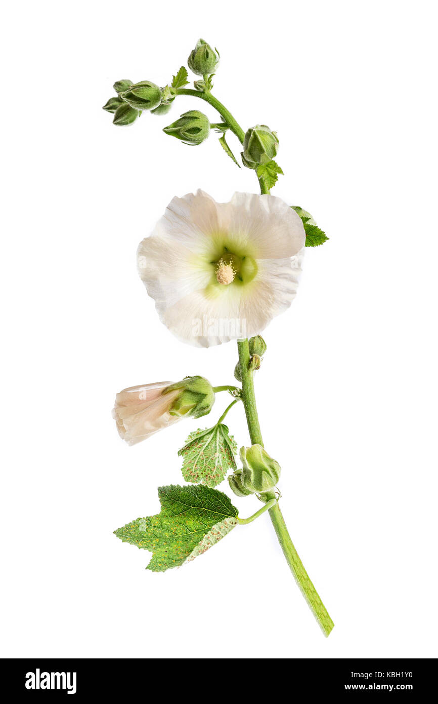 Flower beautiful white hollyhocks isolated on white Stock Photo