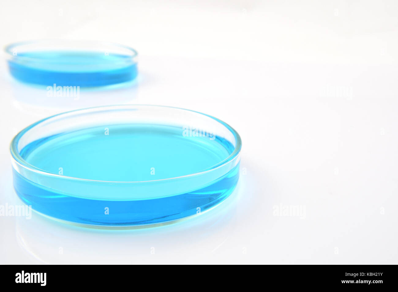 Petri dishes of copper sulphate solution isolated on white background Stock Photo