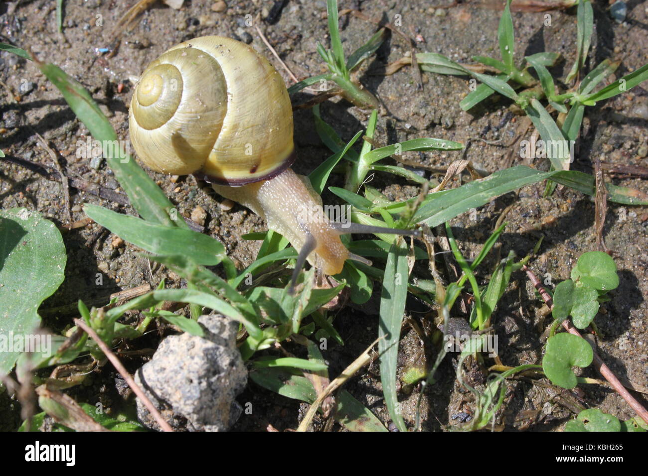Shell Less Yellow Snails Yellow Shelled Snail High Resolution Stock Photography and Images - Alamy