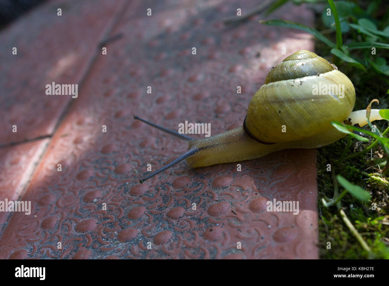 Shell Less Yellow Snails Yellow Shelled Snail High Resolution Stock Photography and Images - Alamy
