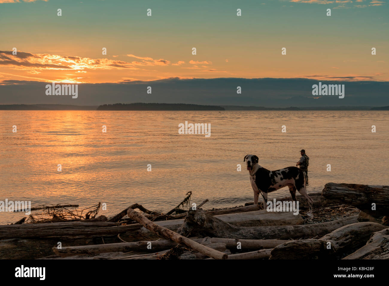 Harlequin great dane dog on drift wood covered beach at sunset with fisherman silhouetted wading in the water of the sea. Stock Photo