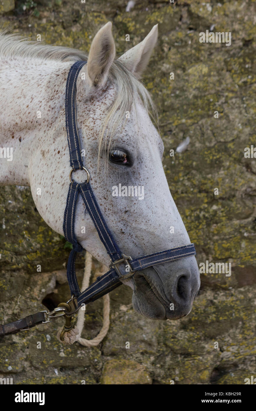 Horse wearing new hackamore bosal, bit less tack alternative to traditional  bridle or halter, silver and ivory trim, head shot Stock Photo - Alamy