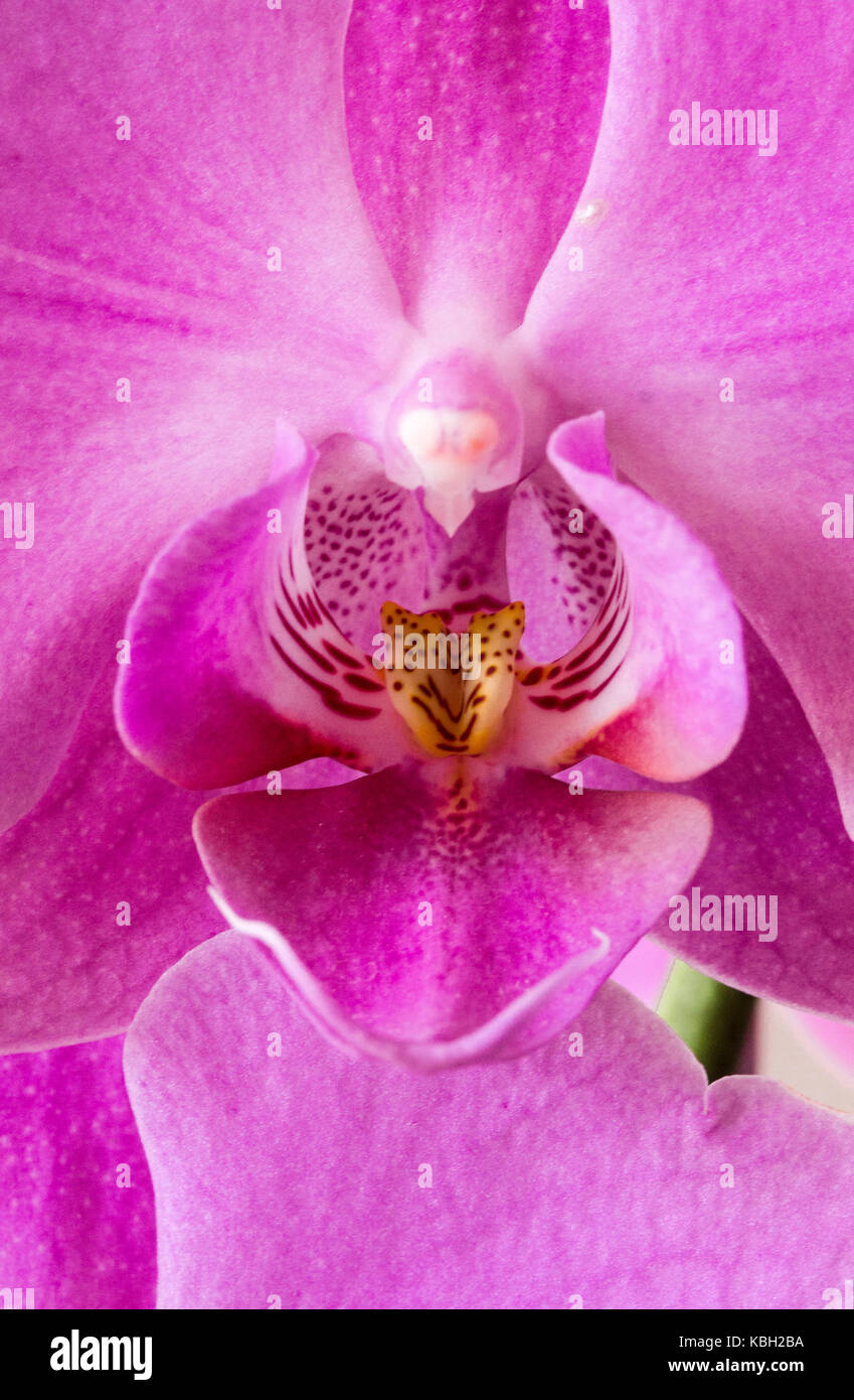 LASTRA A SIGNA, ITALY - SEPTEMBER 2 2015: Close up of an orchid flower Stock Photo
